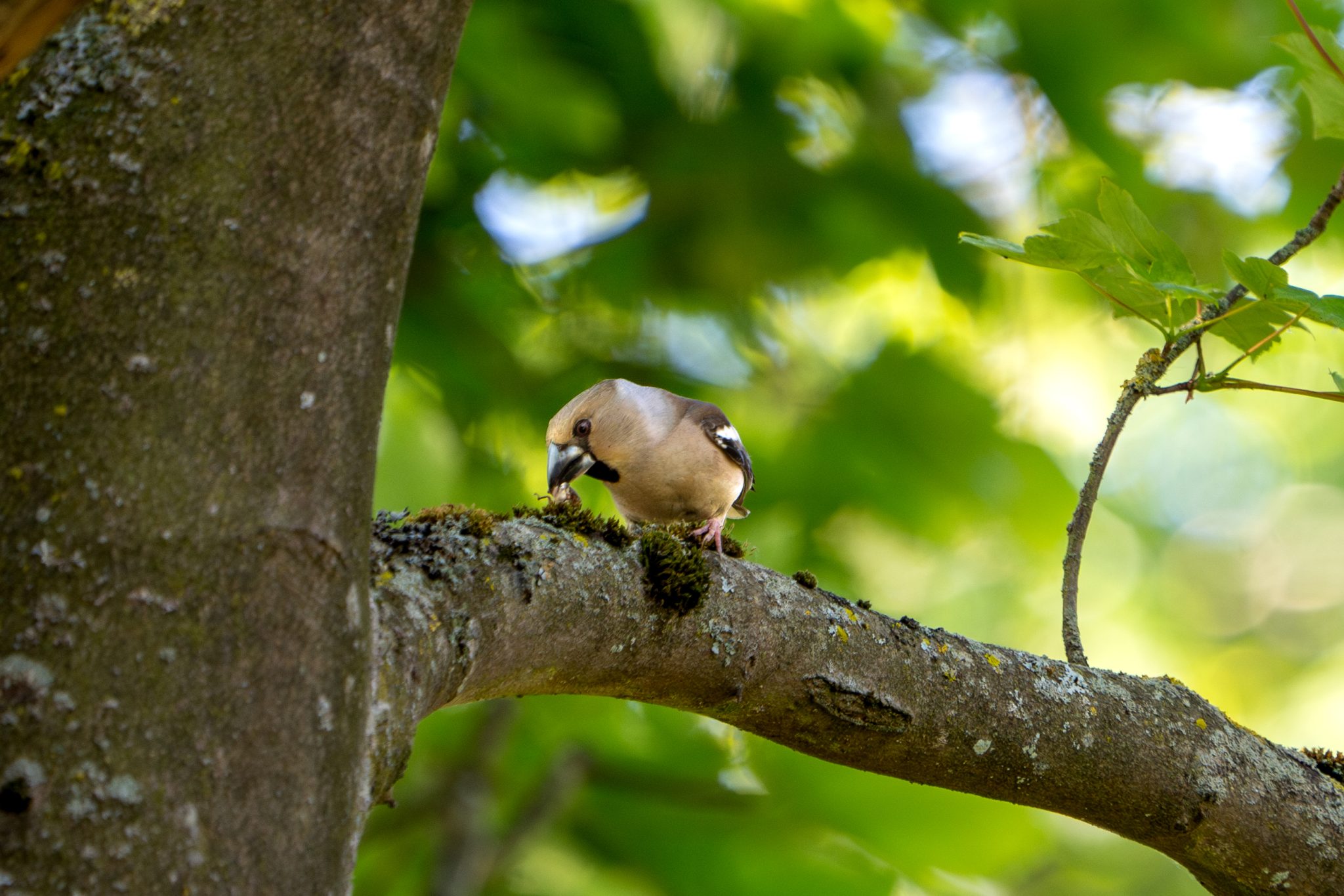 Appelvink