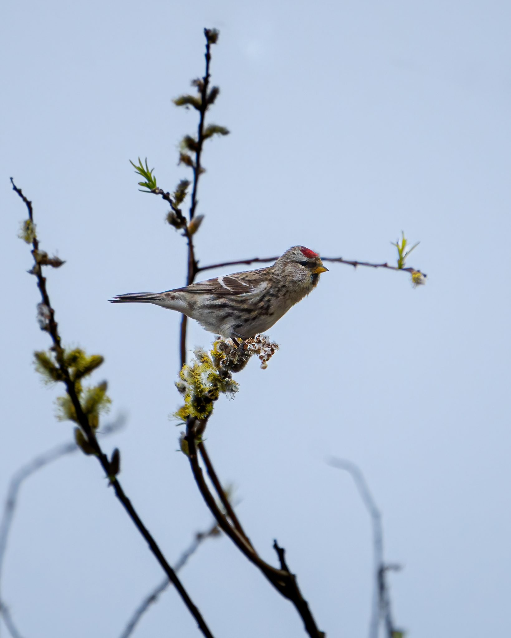 Barmsijs