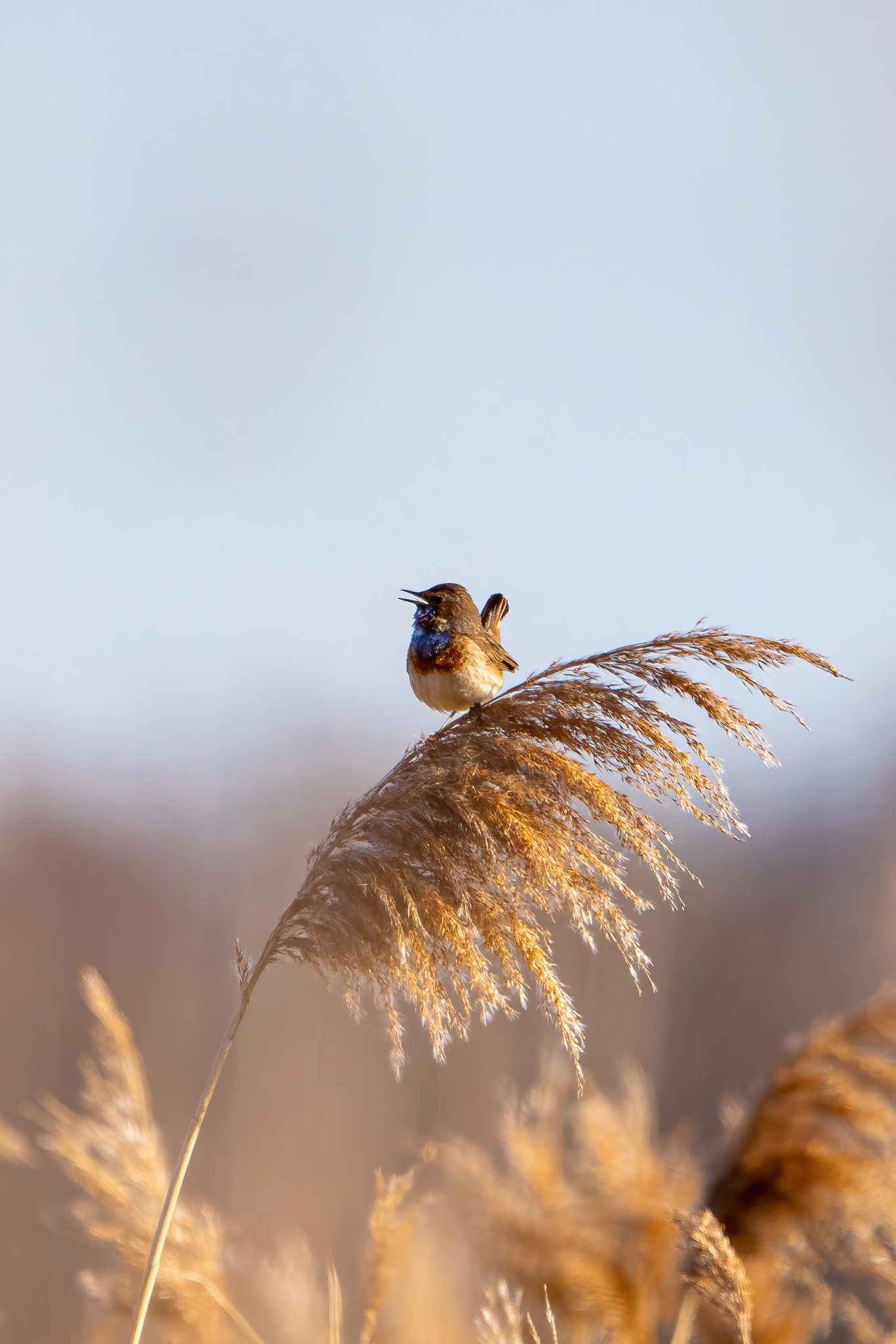 Blauwborst