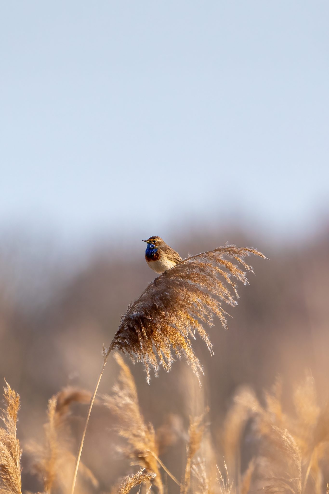 Blauwborst