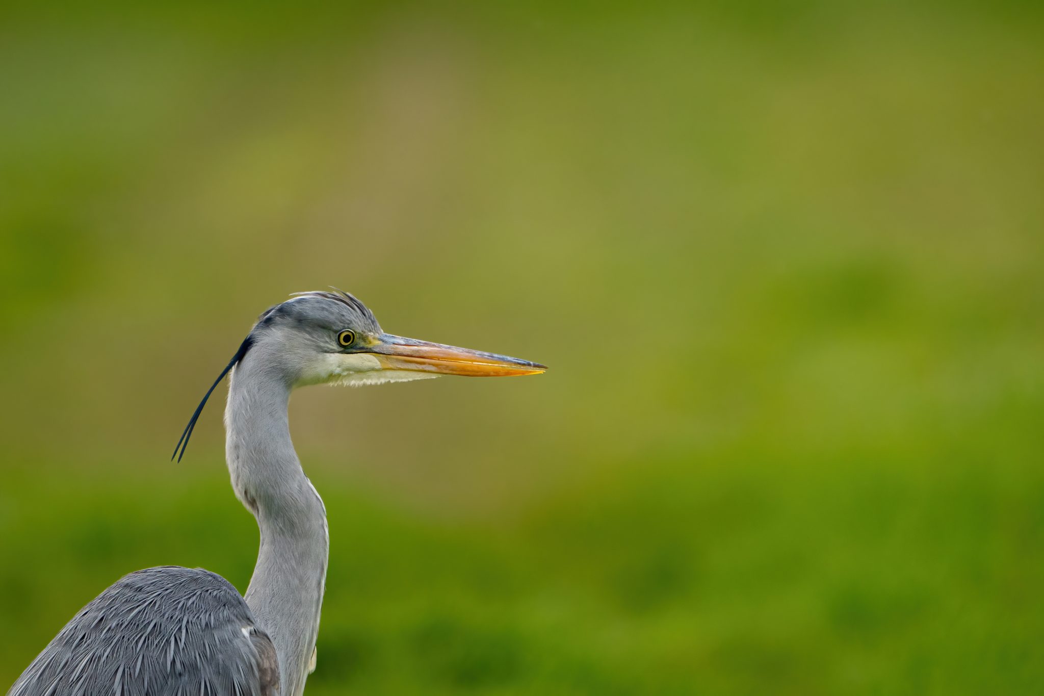 Blauwe reiger