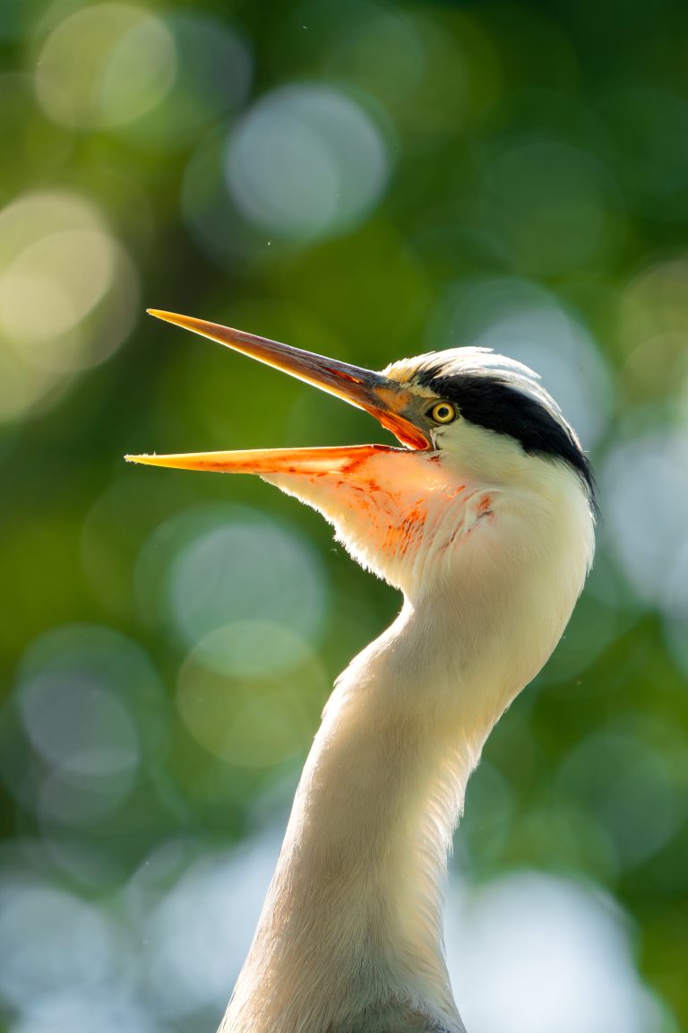 Blauwe reiger