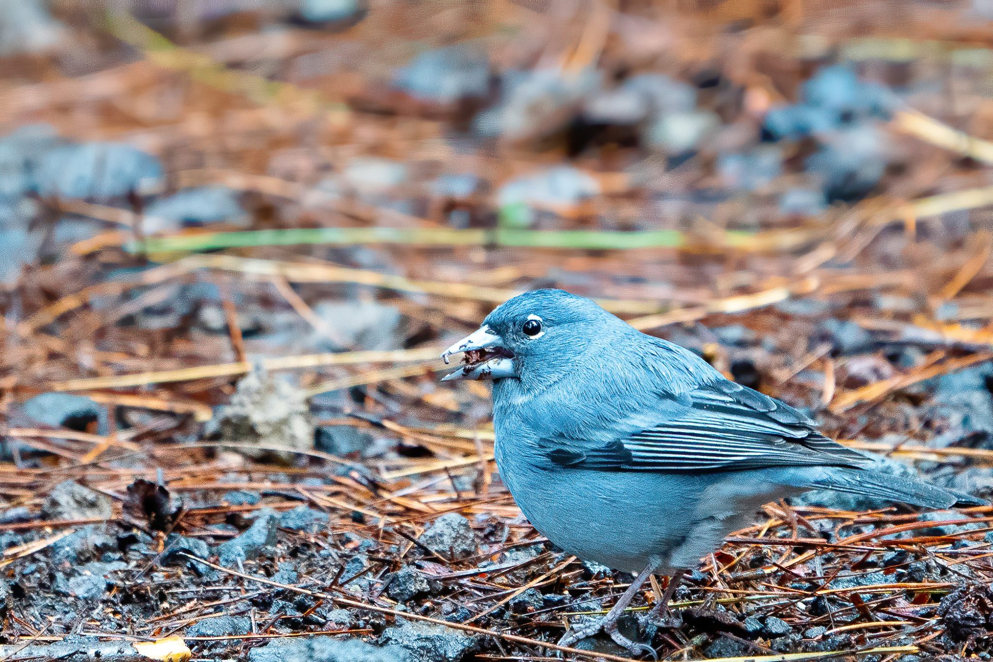 Blauwe vink