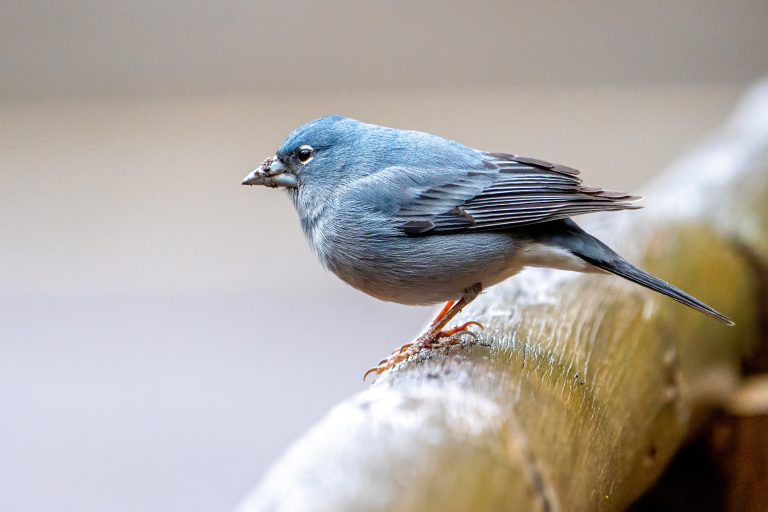 Blauwe vink