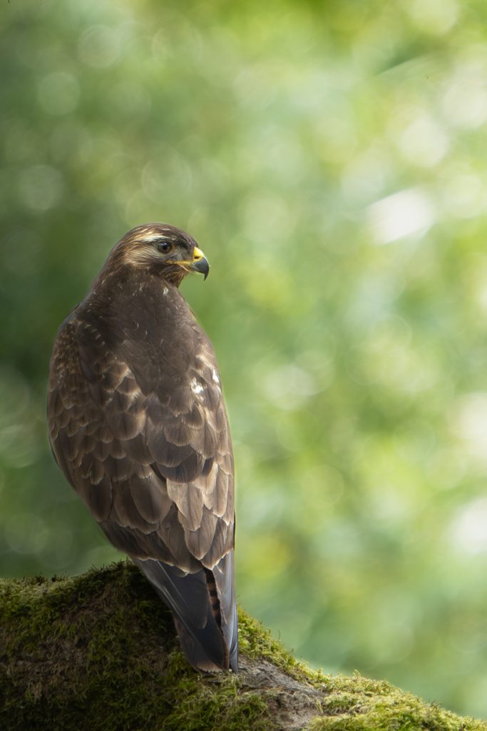 Buizerd