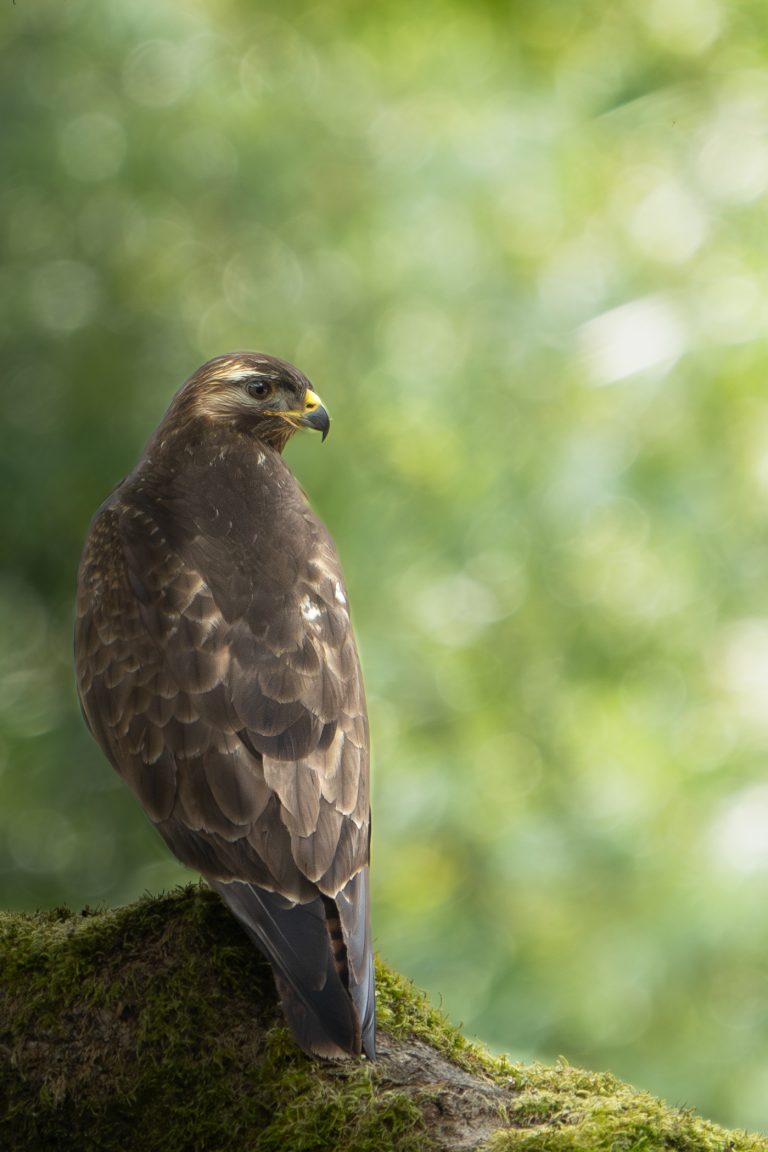Buizerd