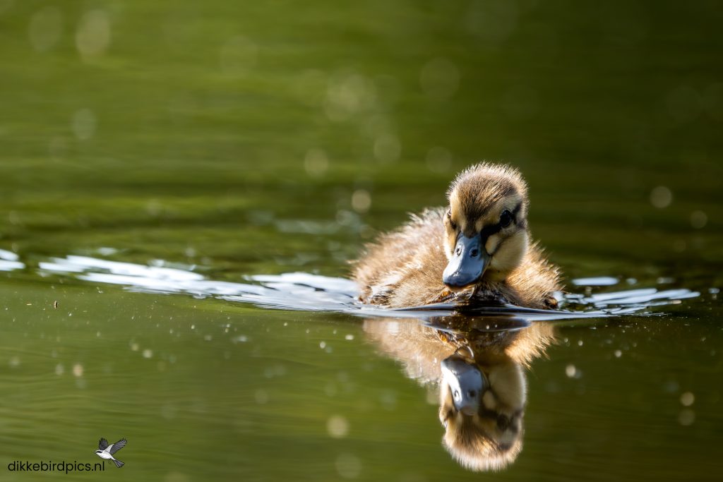 Wilde eend