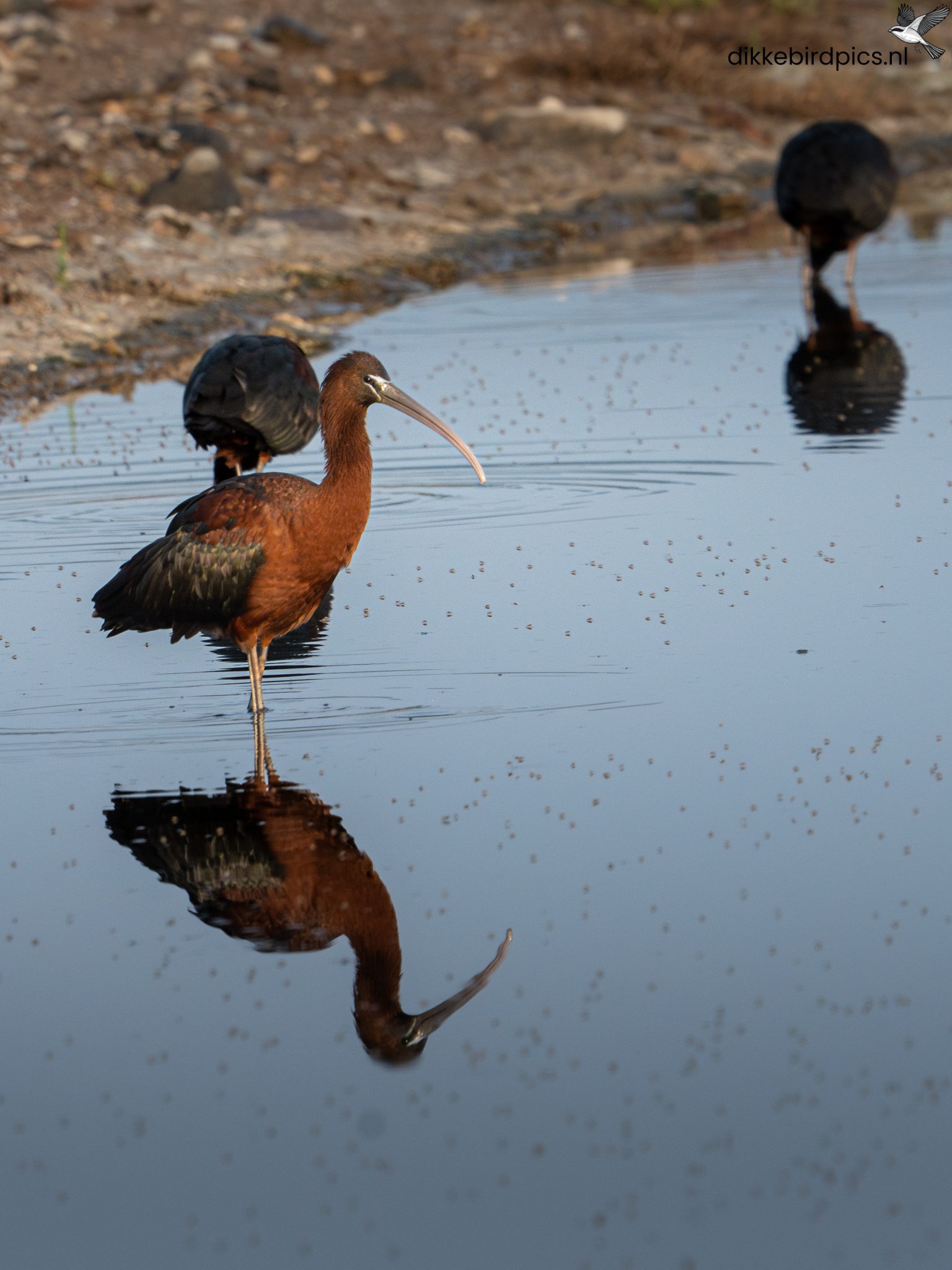 Zwarte ibis