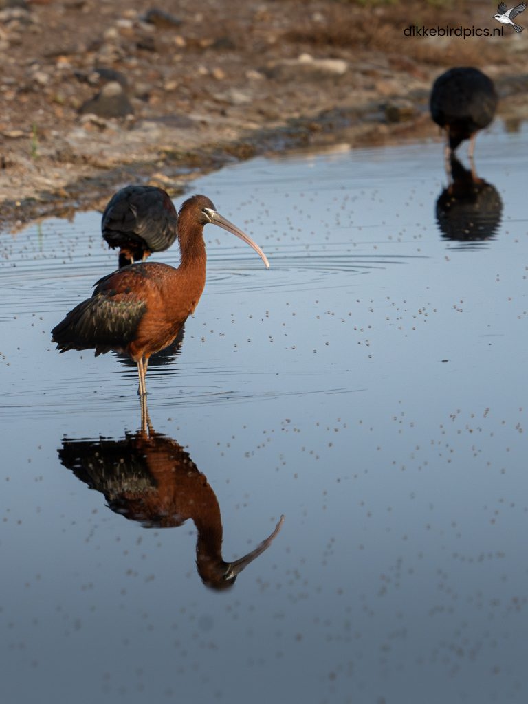 Zwarte ibis