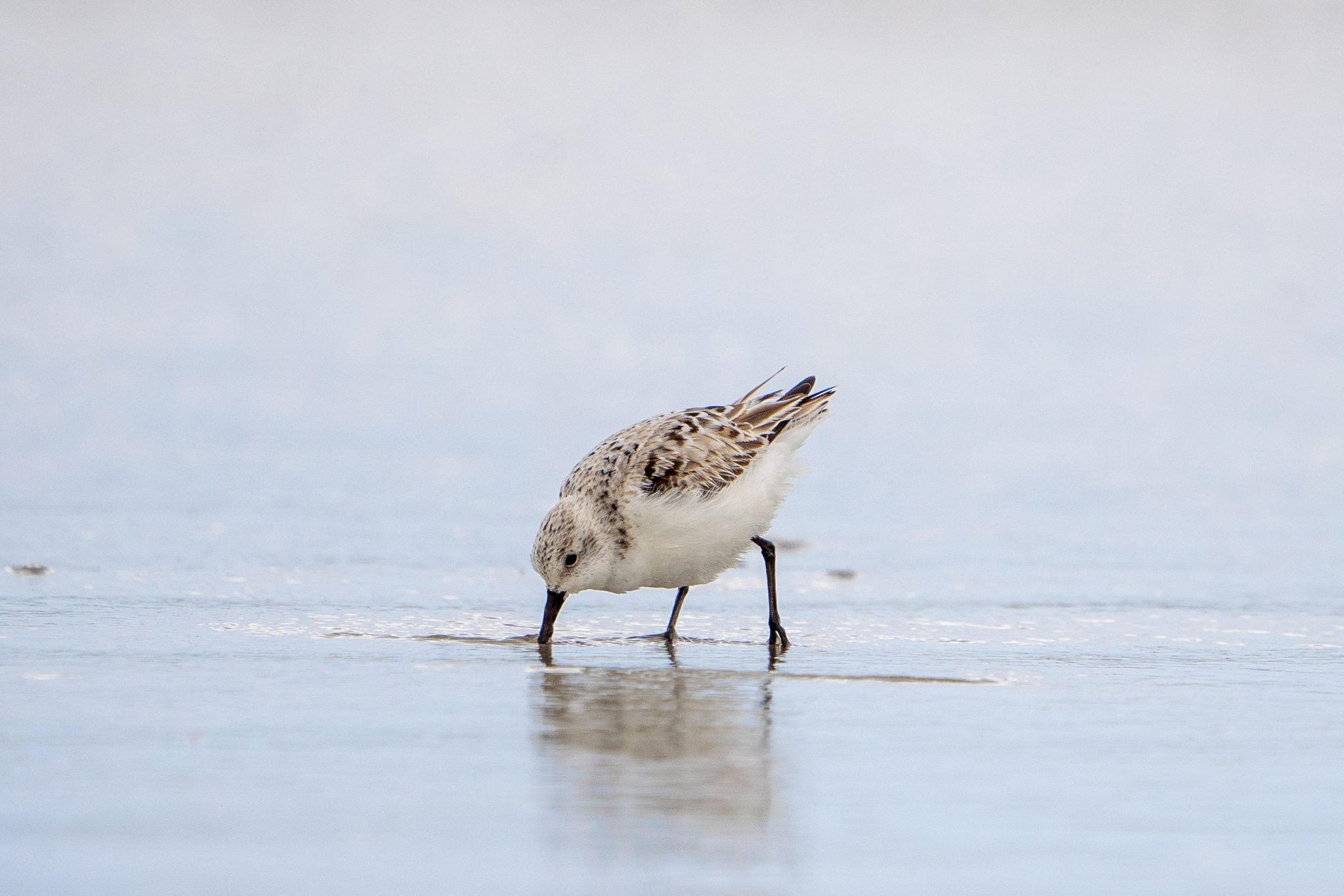 Drieteenstrandloper