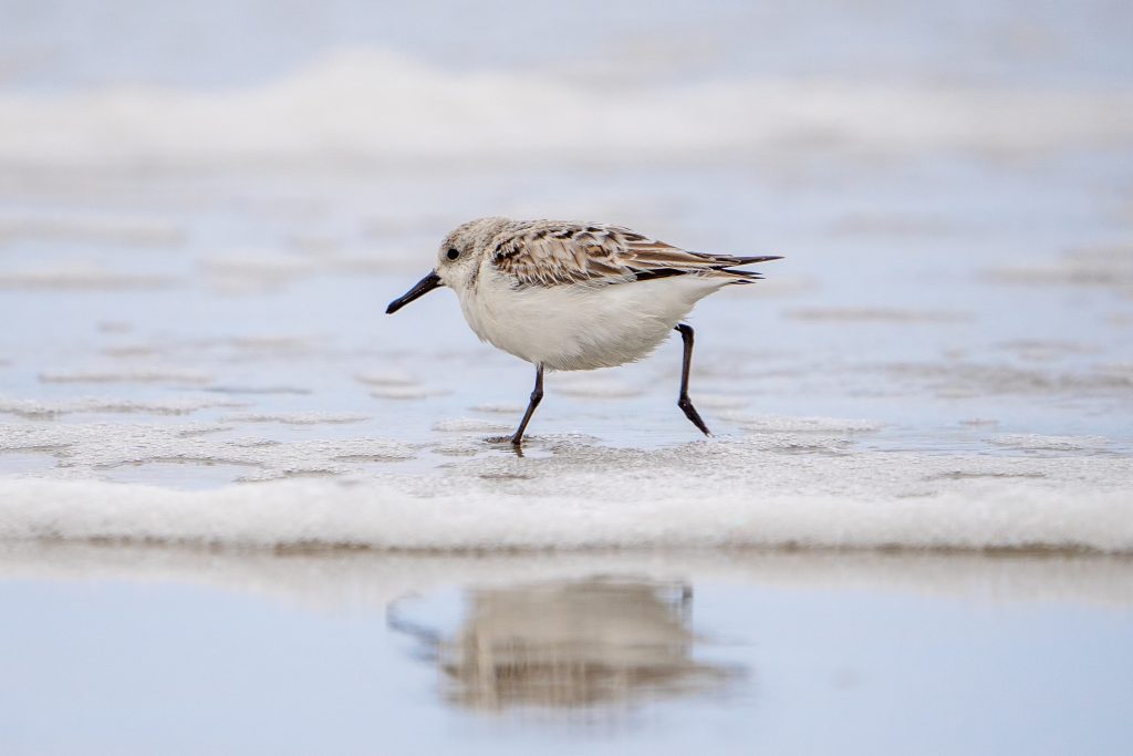 Drieteenstrandloper