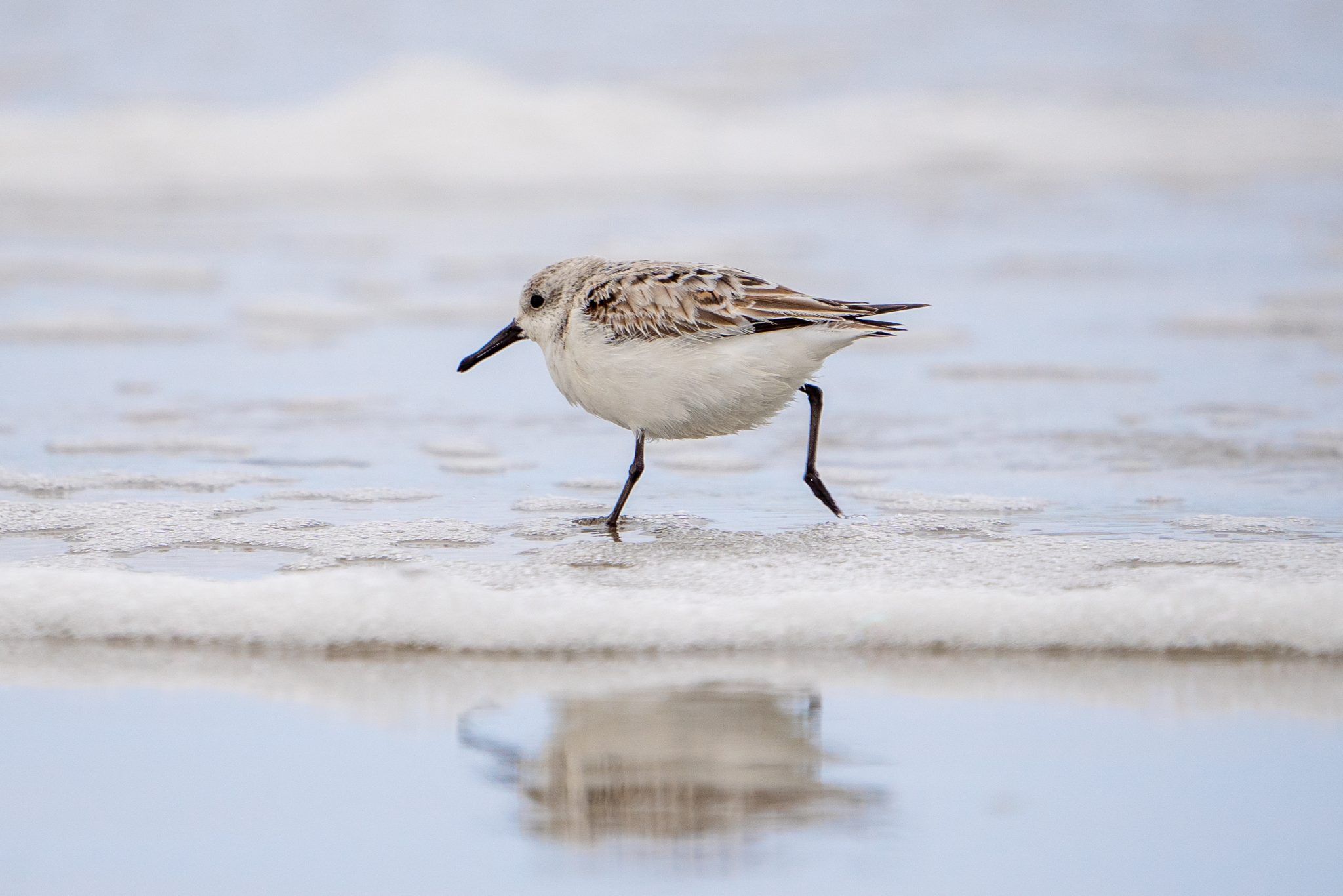 Drieteenstrandloper