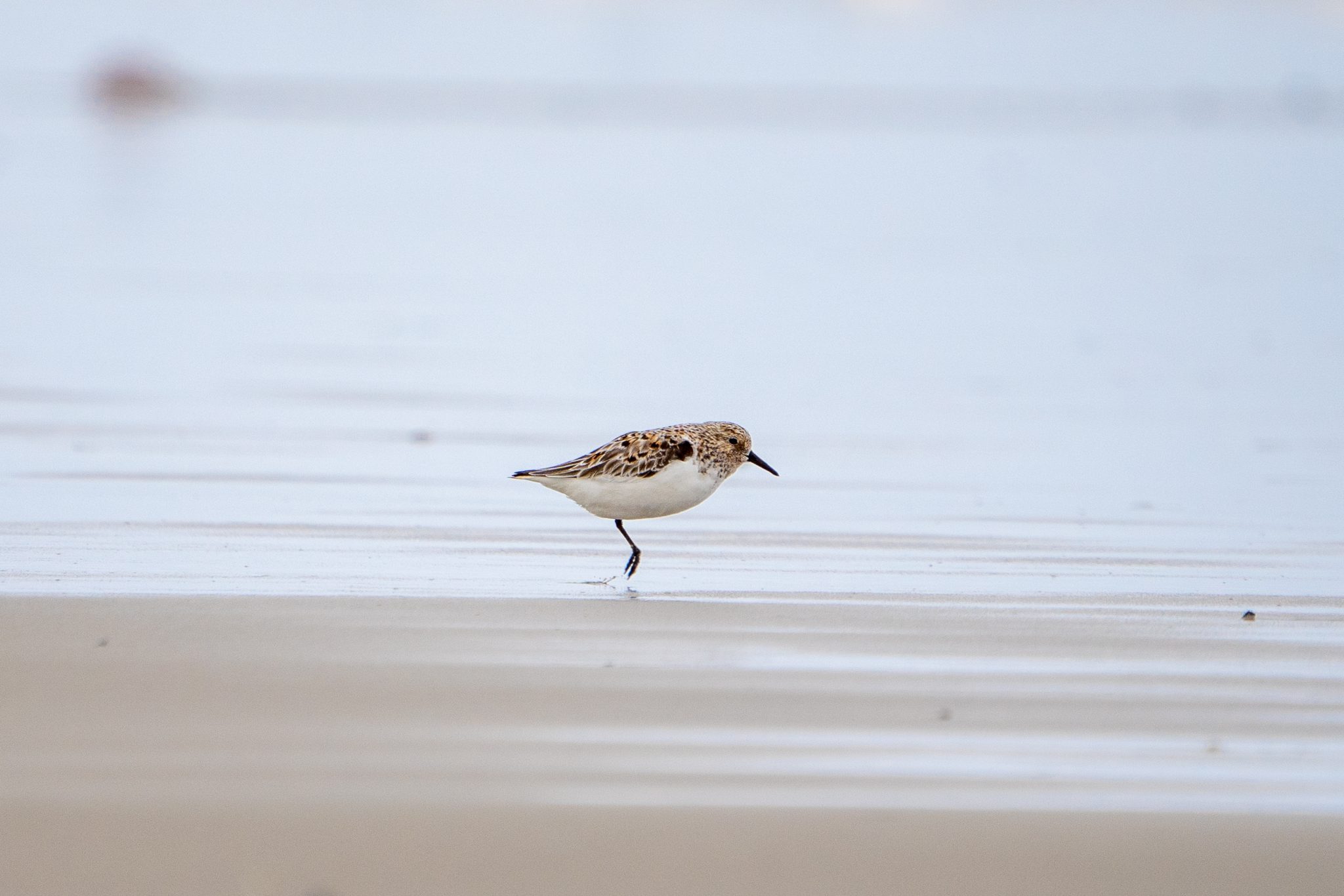 Drieteenstrandloper