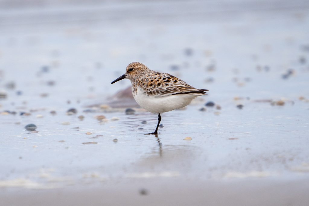 Drieteenstrandloper
