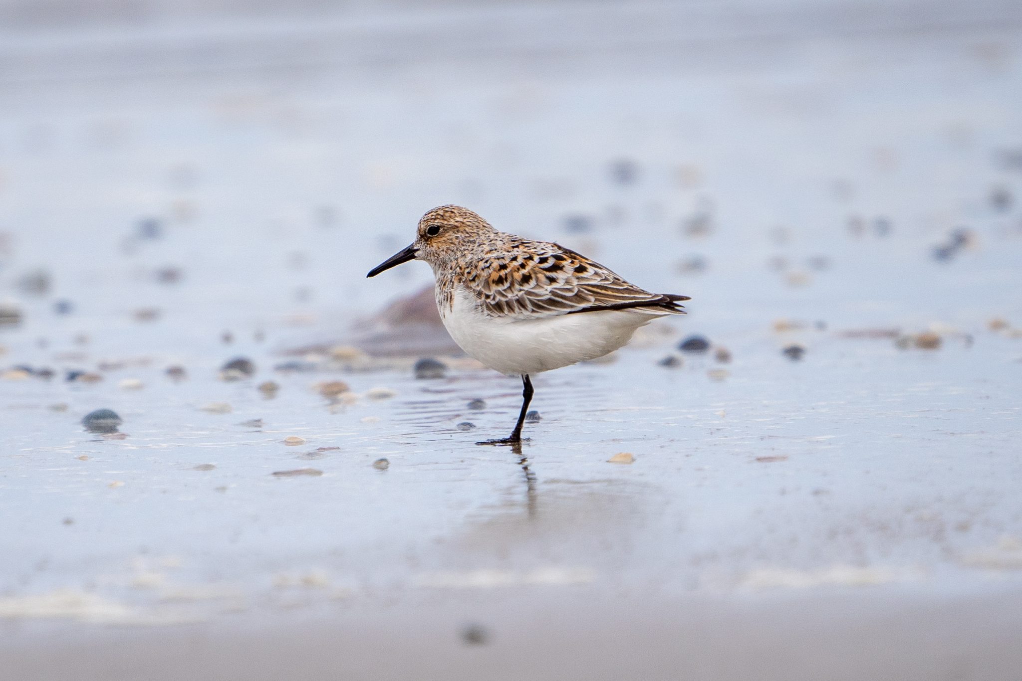 Drieteenstrandloper