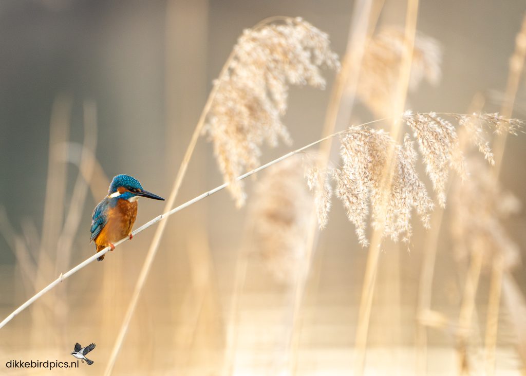 Ijsvogel