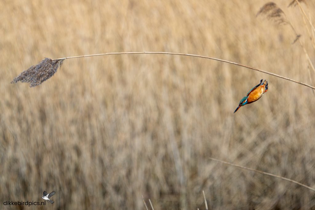 Ijsvogel