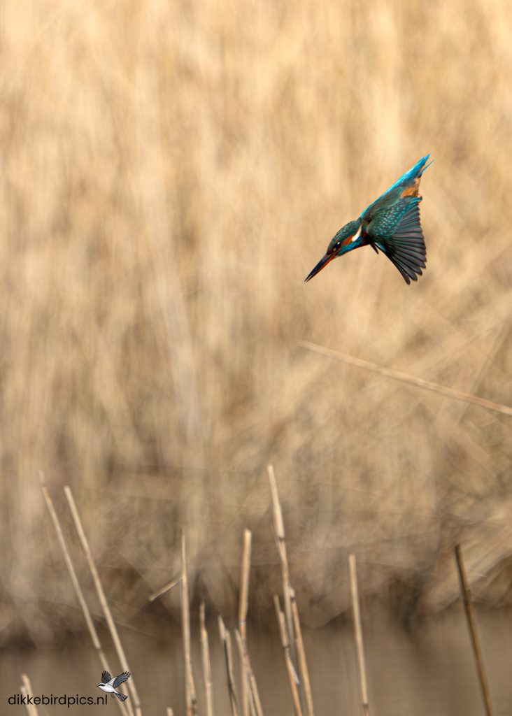 Ijsvogel