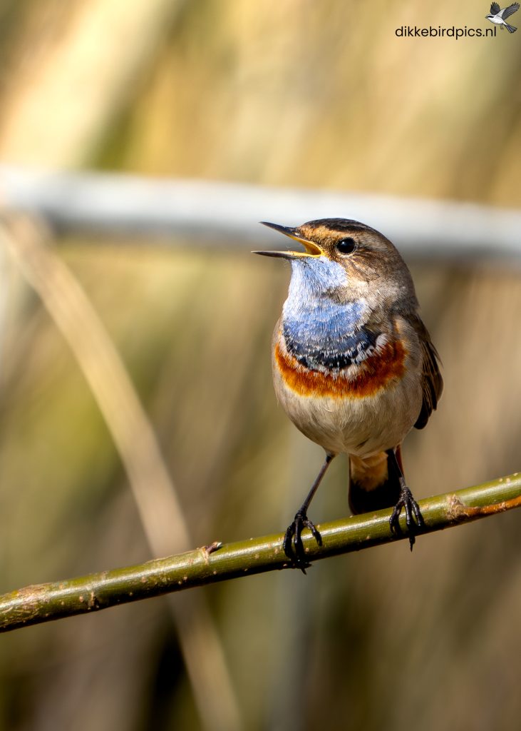 Blauwborst
