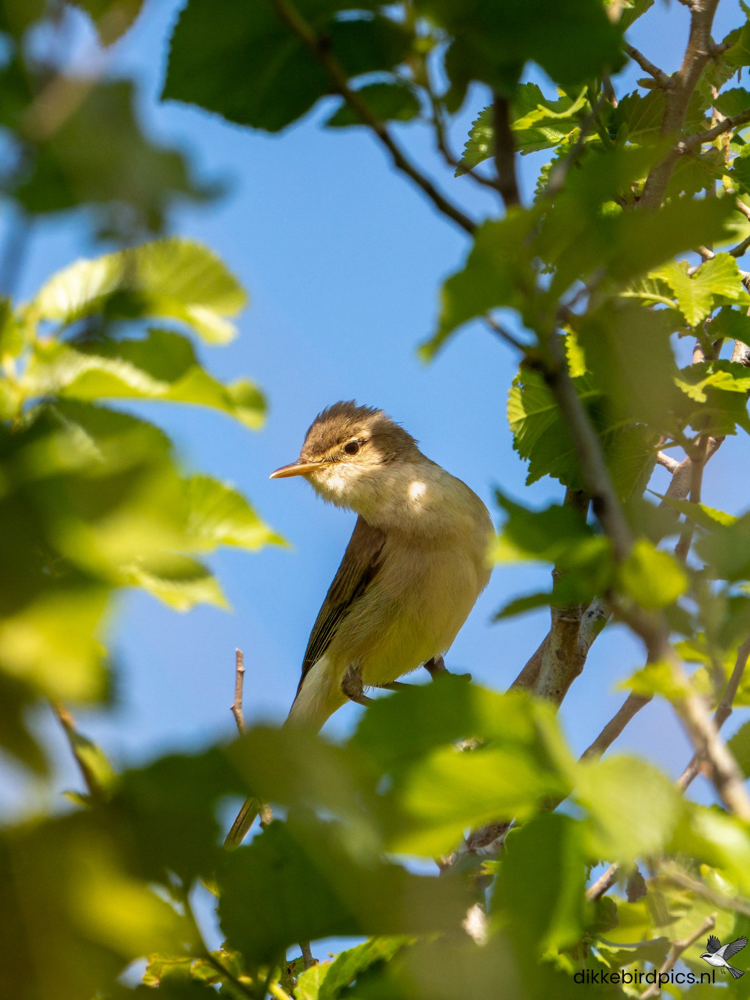 Oostelijke vale spotvogel