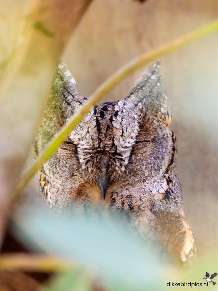 Dwergooruil