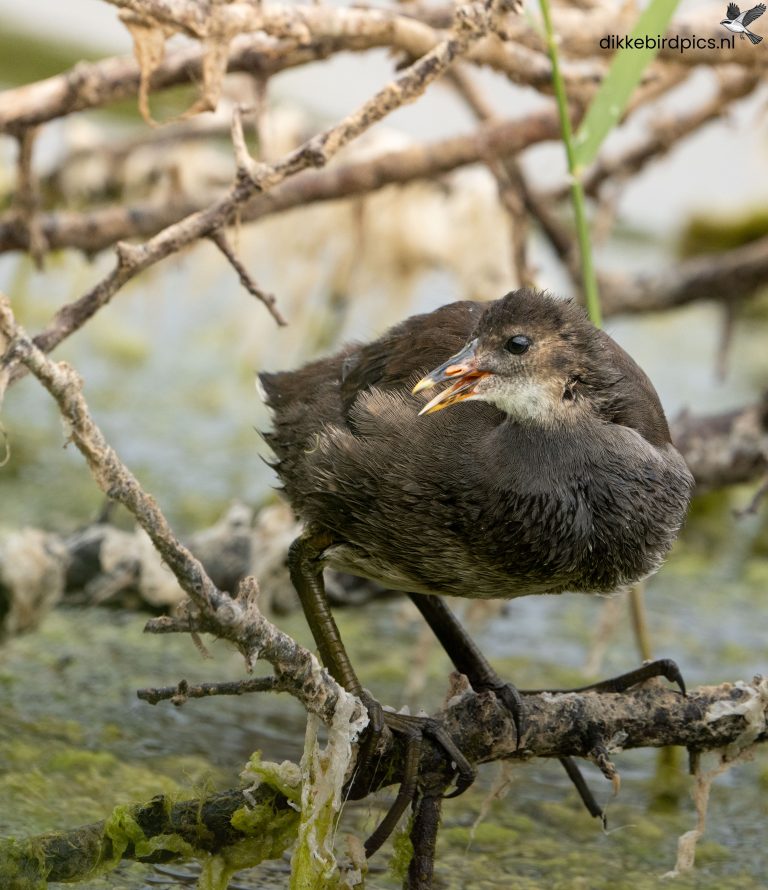 Meerkoet