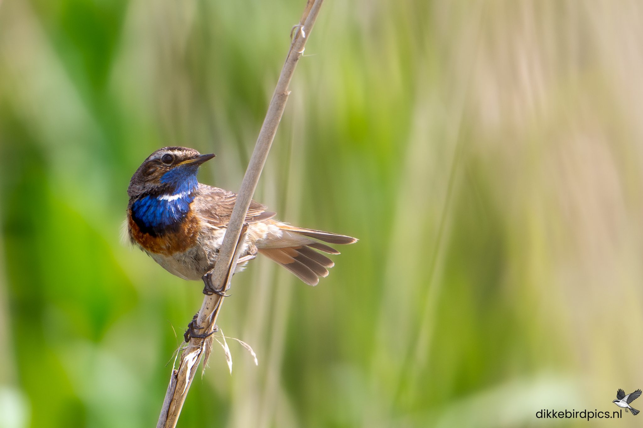 Blauwborst