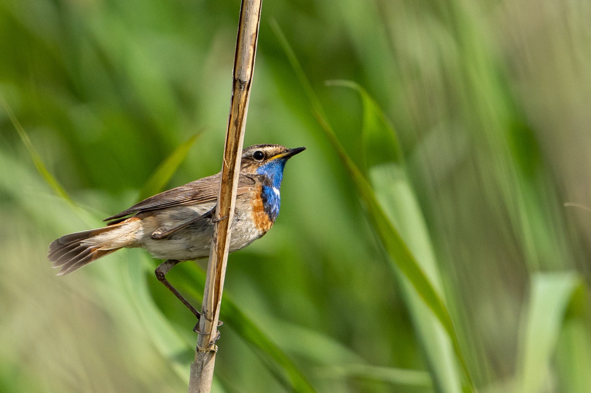 Blauwborst