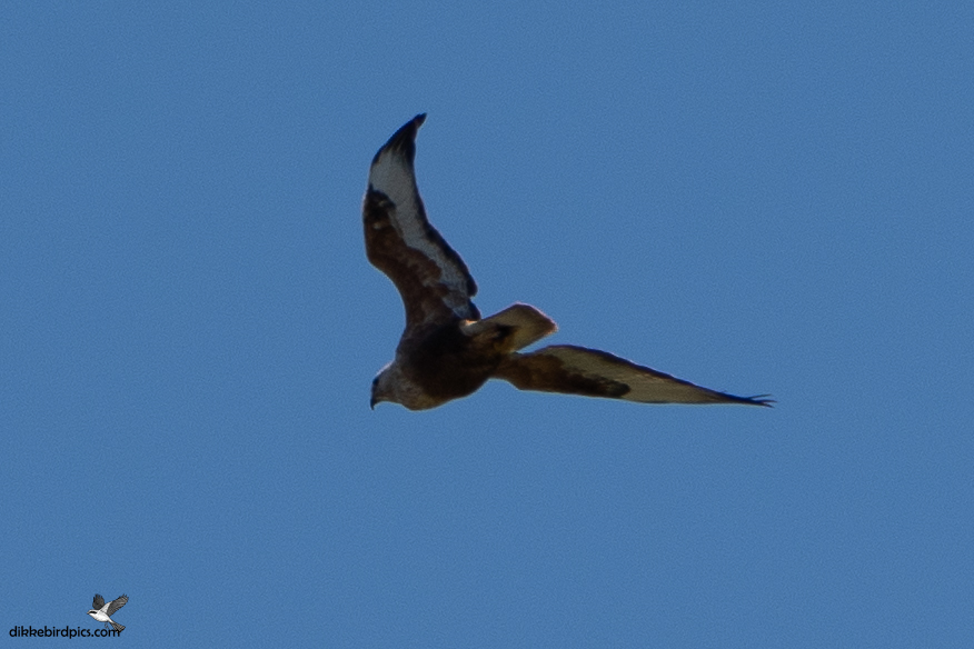 Arendbuizerd