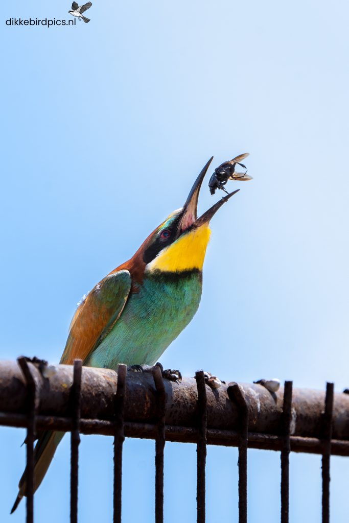 Bijeneter — Op zoek naar een specifieke vogel? Alle soorten op een rij, van A tot Z.