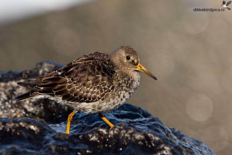 Paarse strandloper