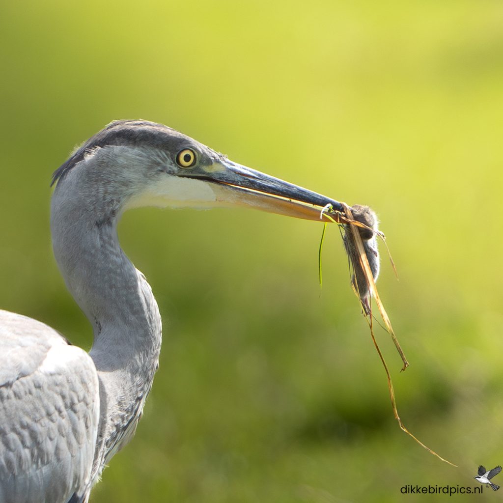 Blauwe reiger