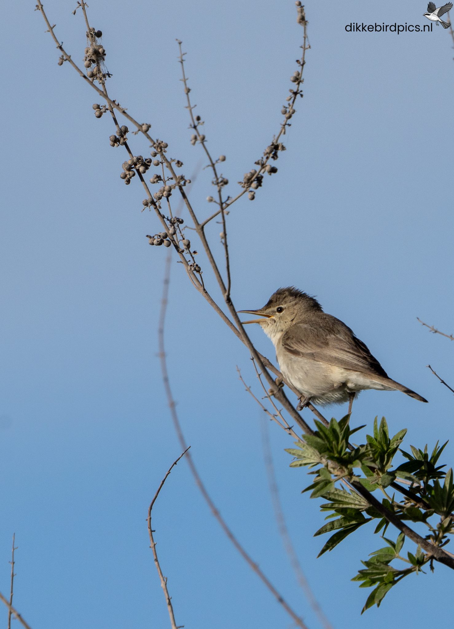 Oostelijke vale spotvogel