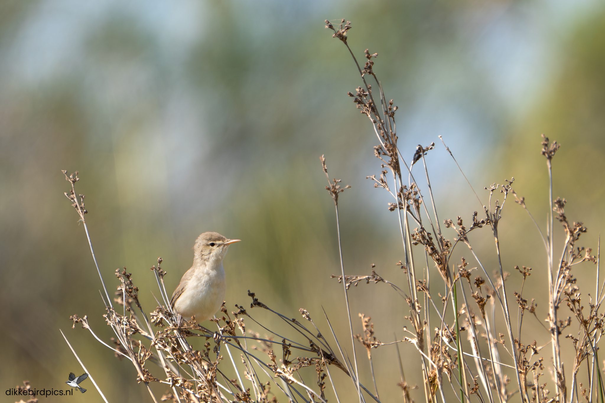 Oostelijke vale spotvogel