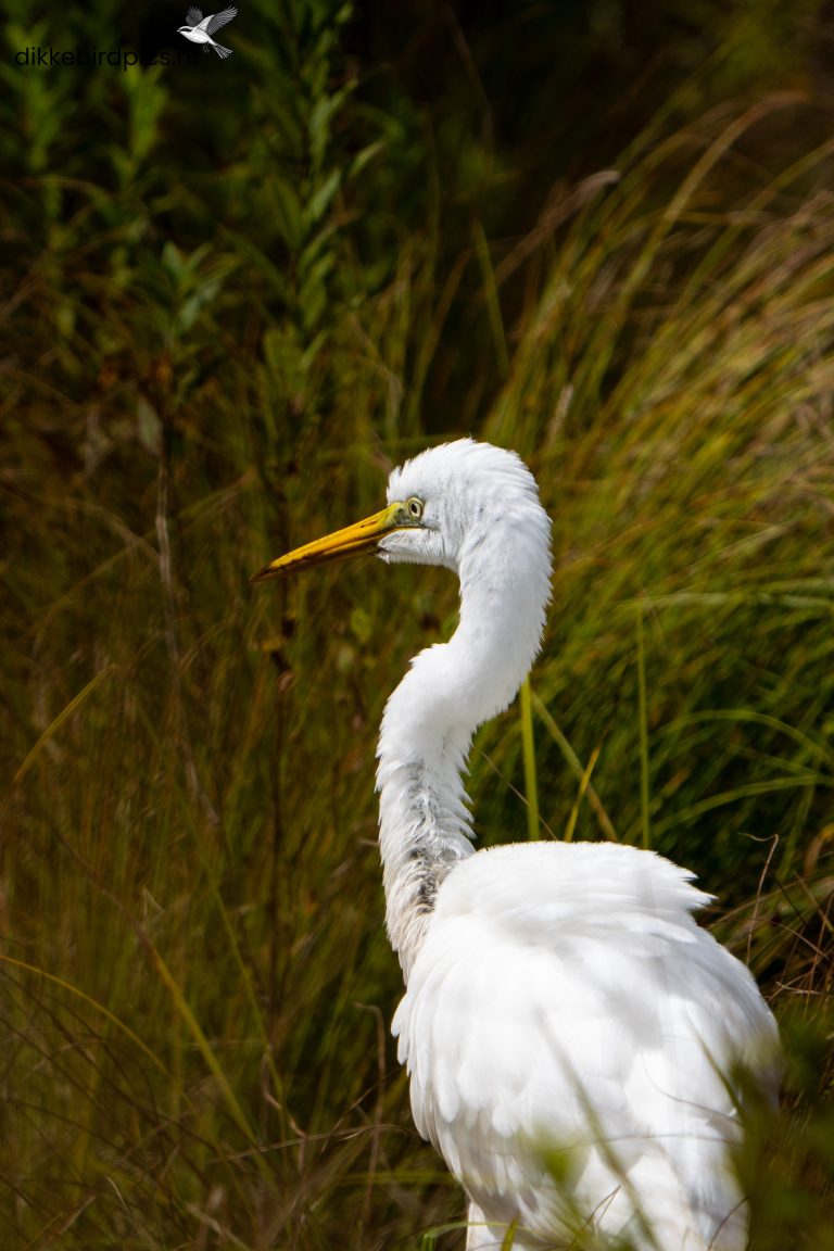 Grote zilverreiger