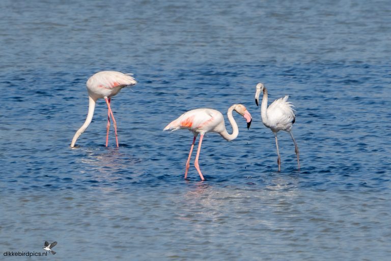Flamingo