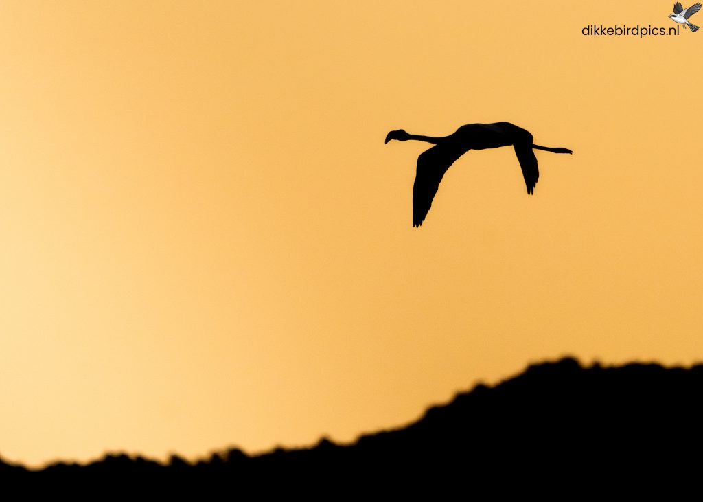 Flamingo