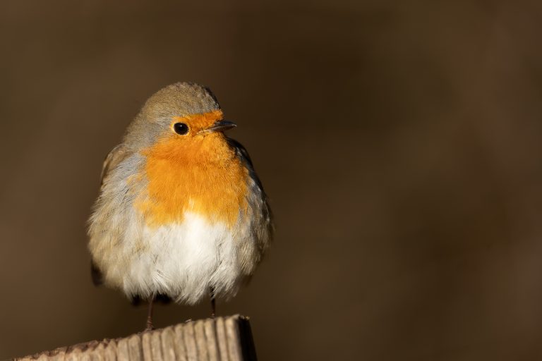 Roodborst