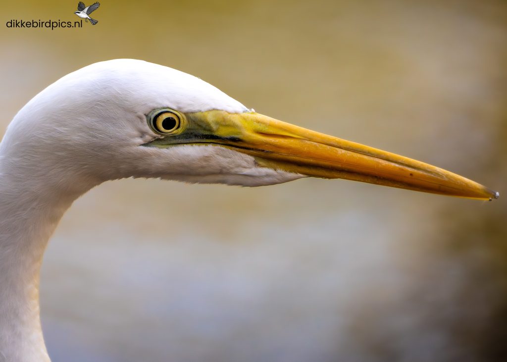 Grote zilverreiger