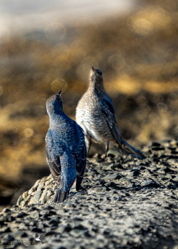 Blauwe rotslijster