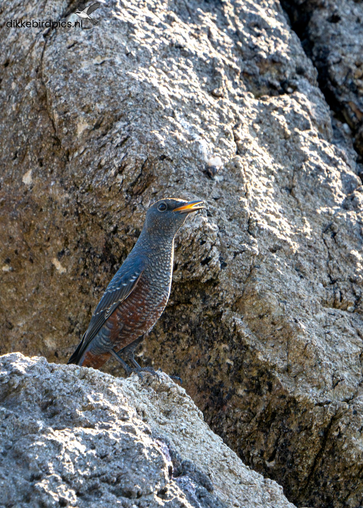 Blauwe rotslijster