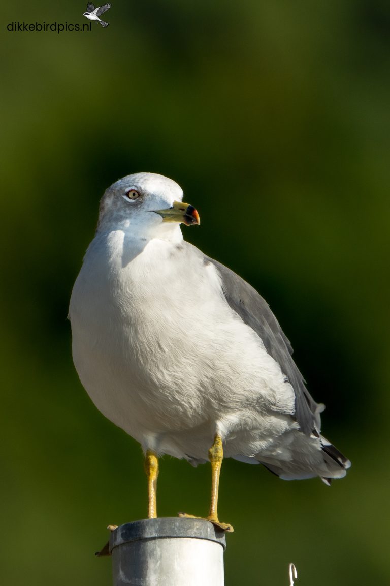 Ringsnavelmeeuw