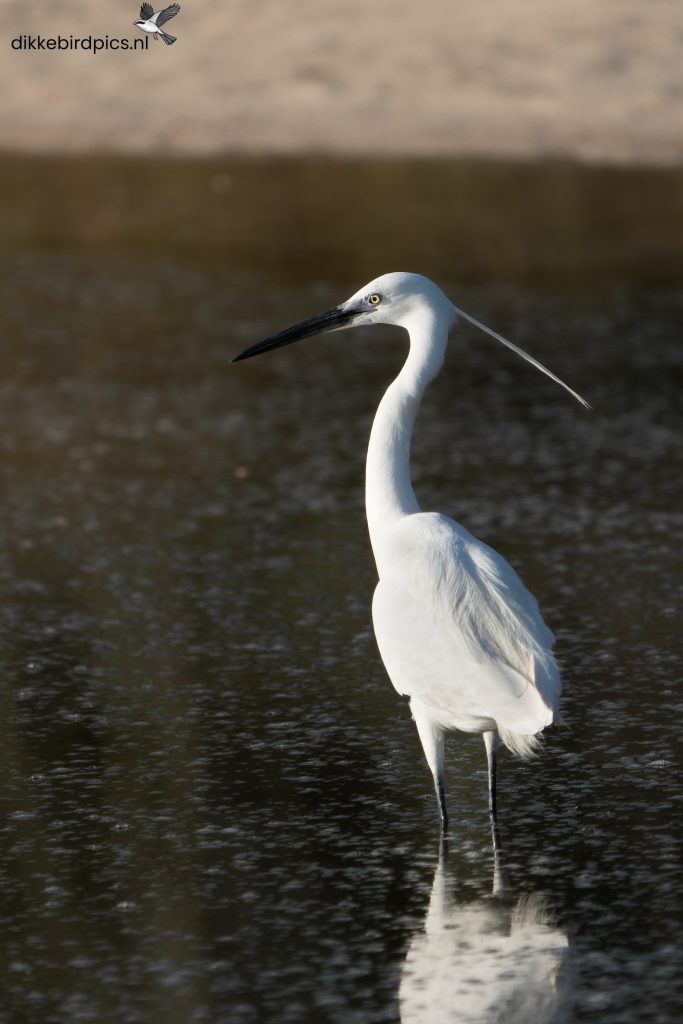Grote zilverreiger