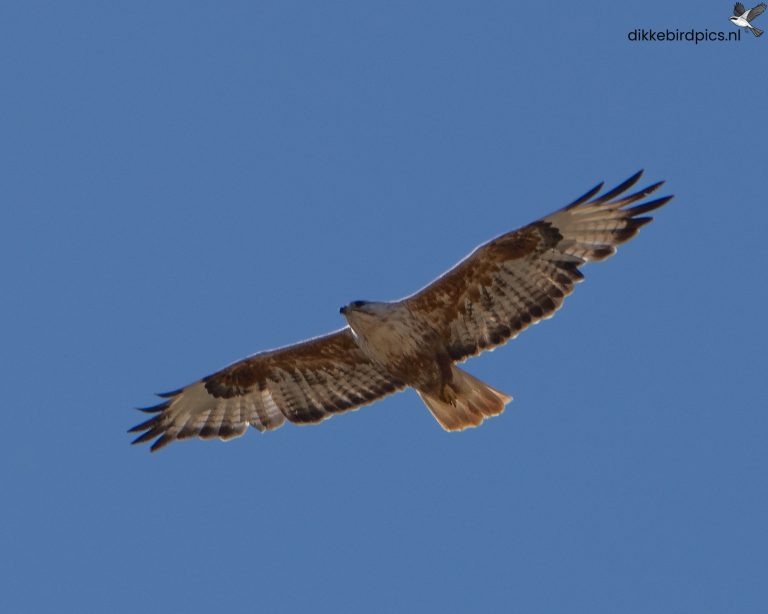 Arendbuizerd