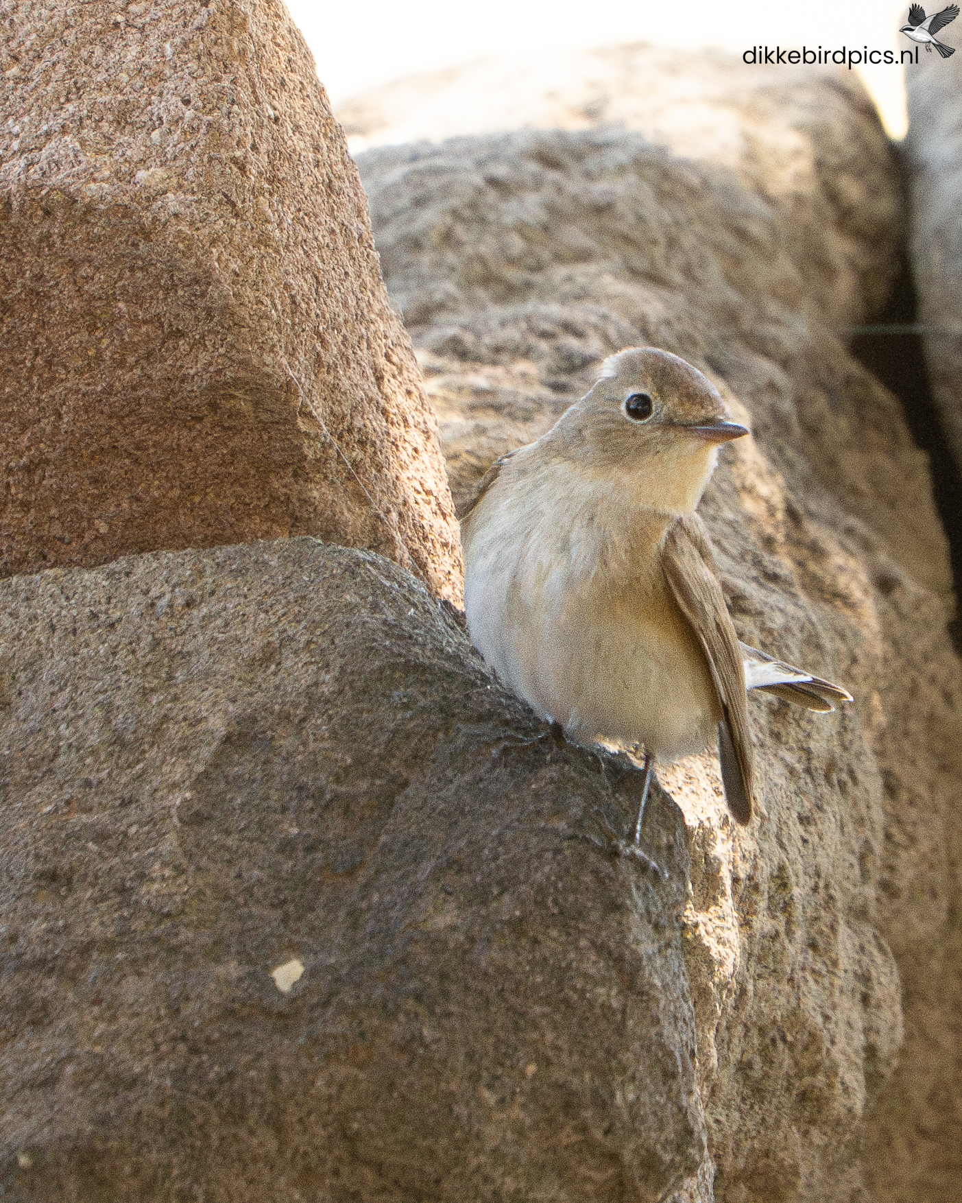 Oostelijke vale spotvogel