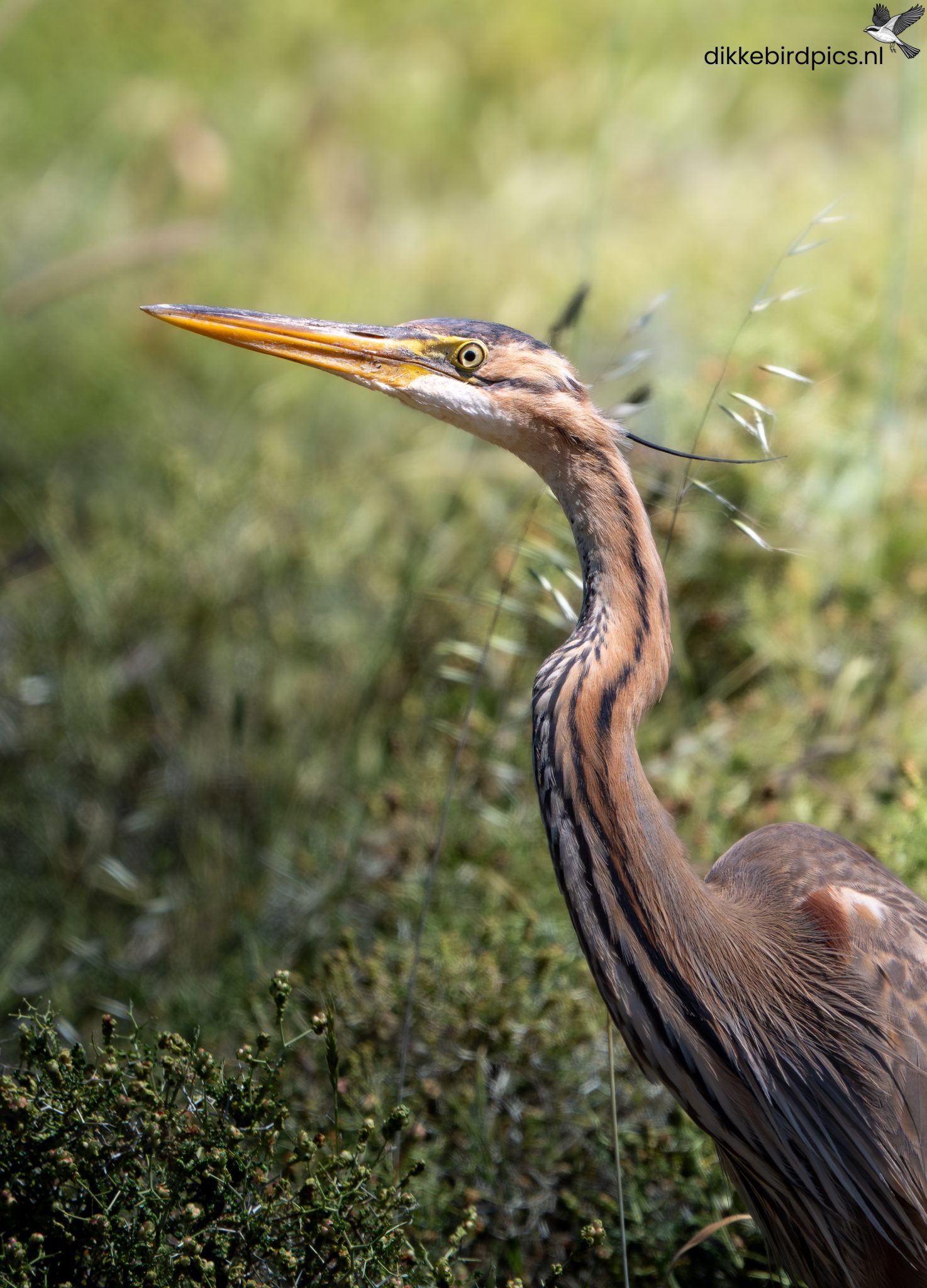 Purperreiger