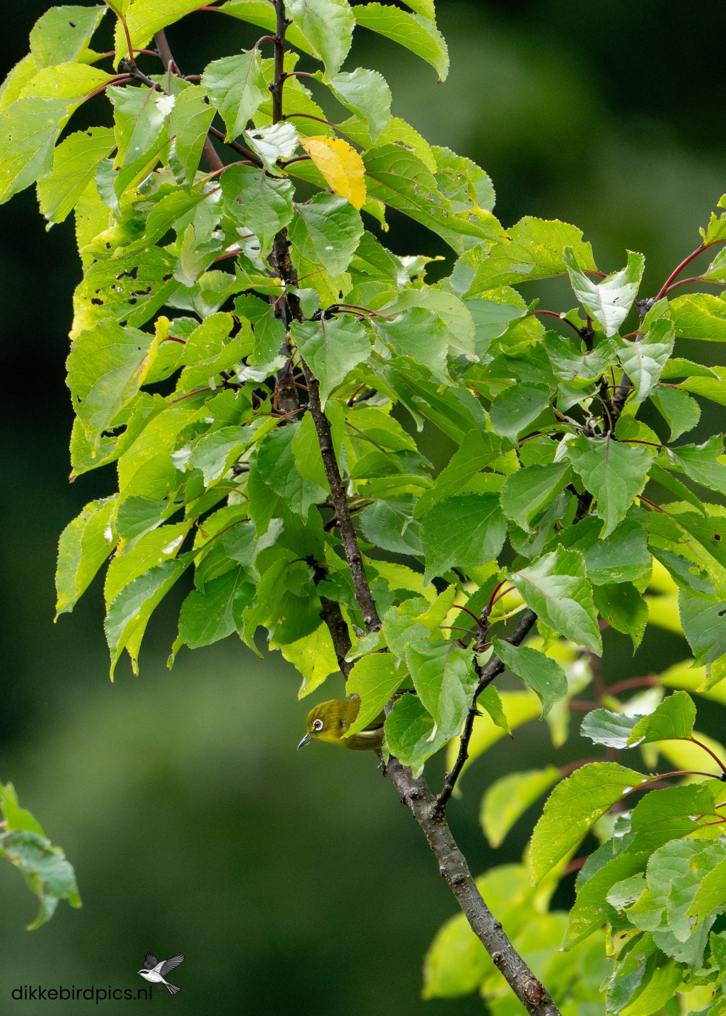 Zangbrilvogel