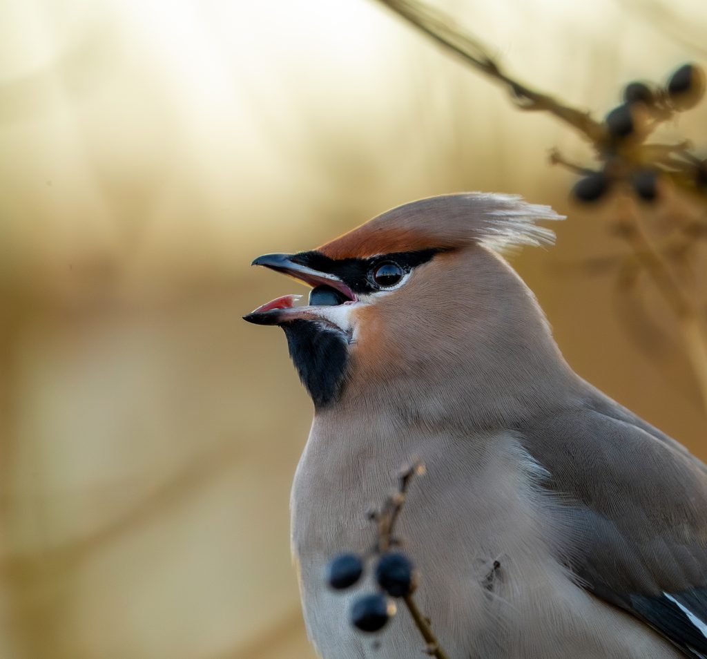 Pestvogel