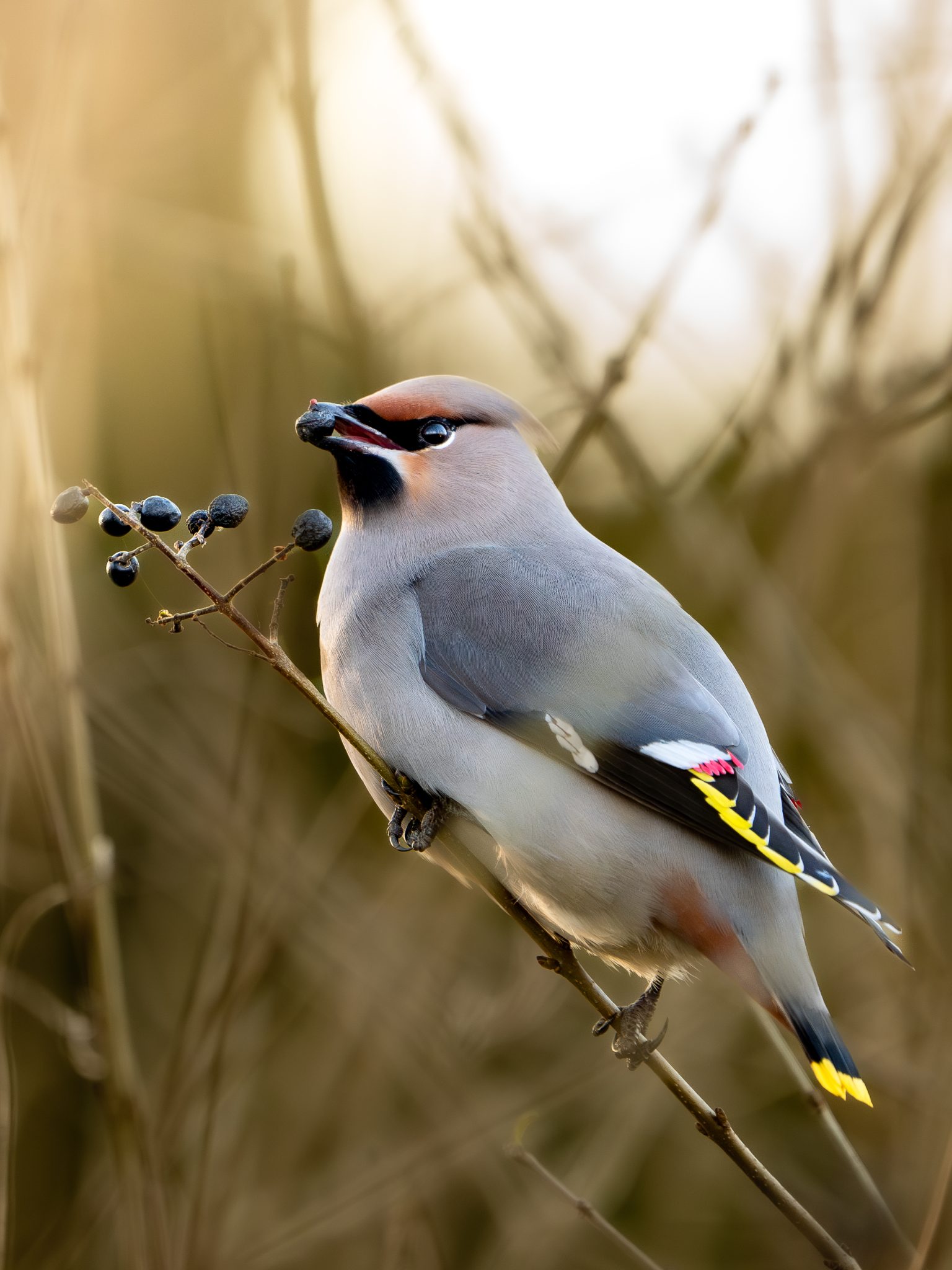 Pestvogel
