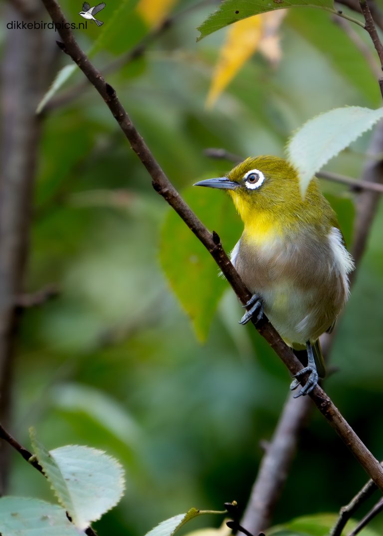 Zangbrilvogel